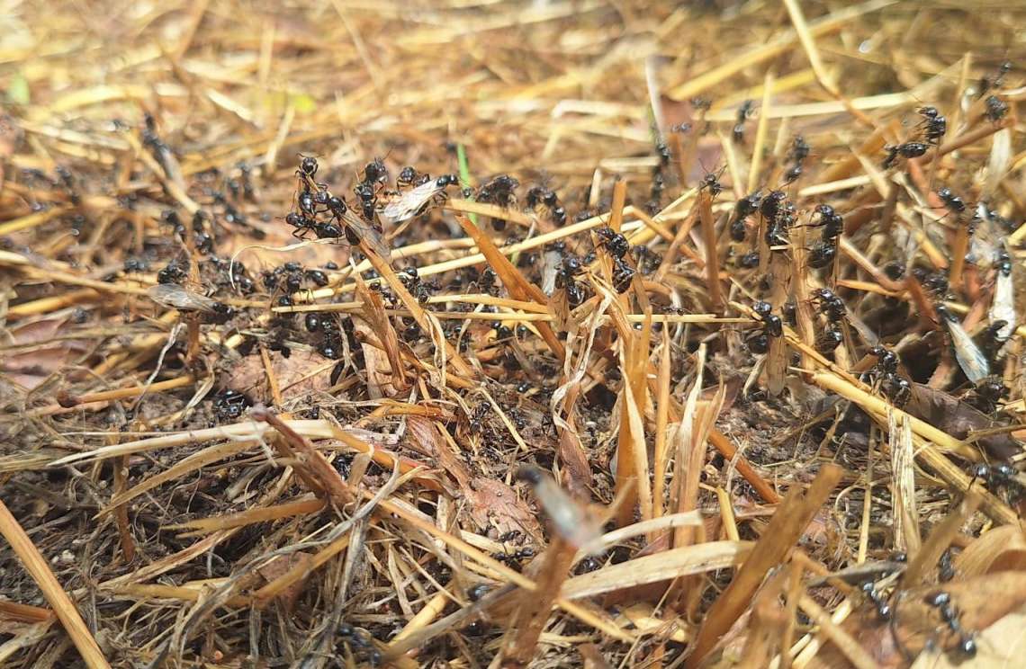 Hormigas - 2