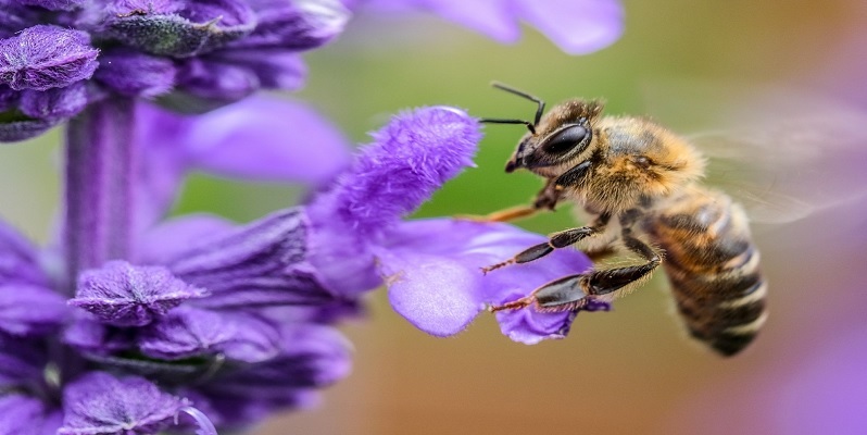 dia mundial abeja