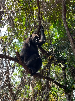 mira arriba! un chimpancé