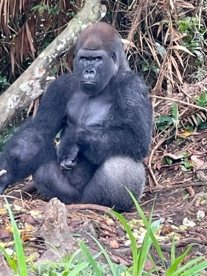 retrato de un gorila